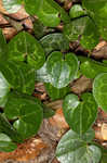 Largeflower heartleaf